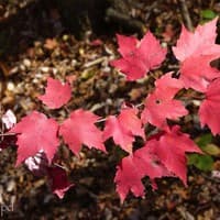 Red Maple
