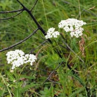 Common Yarrow