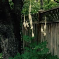 Common black cohosh; bugbane
