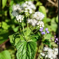 White Snakeroot