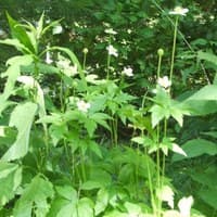 Tall Anemone; Thimbleweed