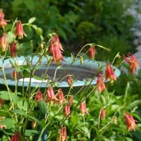 Wild Columbine; Eastern Red Columbine