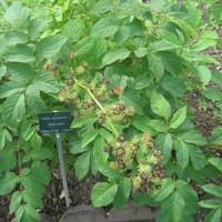 Spikenard; American Spikenard