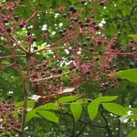 Devils Walking-stick; Hercules club