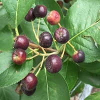 Black Chokeberry