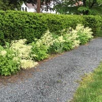 Goatsbeard (Eastern Goats-beard)