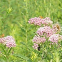 Swamp Milkweed