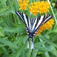 Butterfly Weed