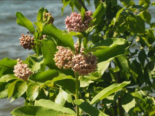 Common Milkweed