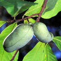 Pawpaw; Common Pawpaw