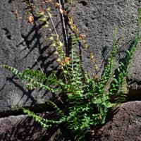 Ebony Spleenwort