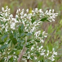 High Tide Bush; Groundsel Tree; Mullet Bush