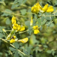 Yellow Wild-indigo