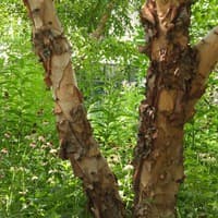 River Birch