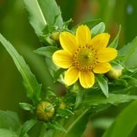 Nodding Beggar-ticks; Nodding Bur-marigold