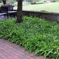 Plantain-leaved Sedge
