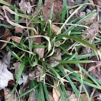 Broadleaf Sedge 