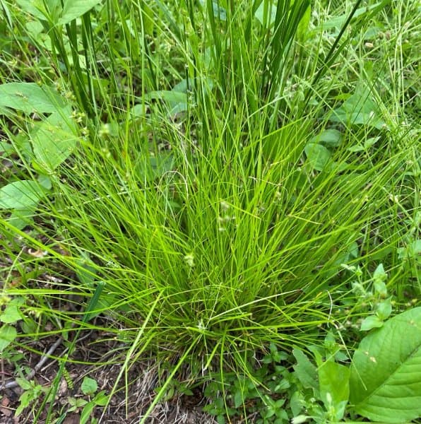 Eastern Star Sedge