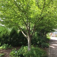 American Hornbeam; Ironwood