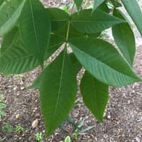 Pignut Hickory