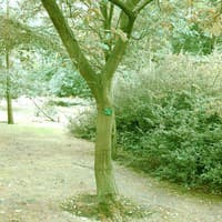 Allegheny Chinquapin