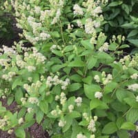 New Jersey Tea; Redroot