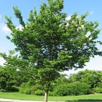 Common Hackberry