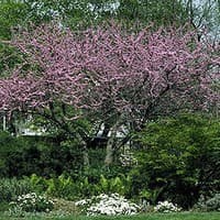 Eastern Redbud