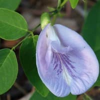 Butterfly Pea; Maryland Butterfly Pea