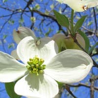 Flowering Dogwood