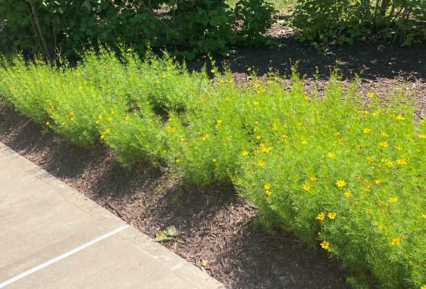 Whorled Coreopsis; Threadleaf Coreopsis