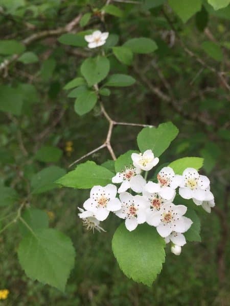 Green Hawthorn