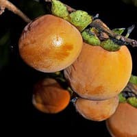Common or American Persimmon