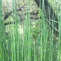 Tall Scouring Rush; Scouring Horestail
