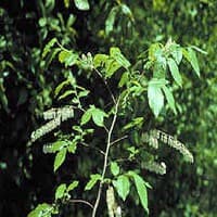 Fetterbush; Swamp Dog Hobble