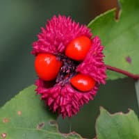 Strawberry-bush; heart-a-bustin