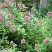Joe-pye-weed \'Little Joe\'