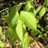 American Beech