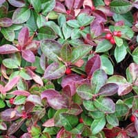 Wintergreen; Teaberry
