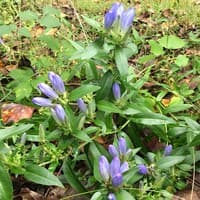 Bottle Gentian; Closed Gentian