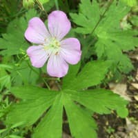 Wild Geranium; Spotted geranium