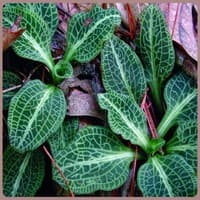 Downy Rattlesnake-plantain