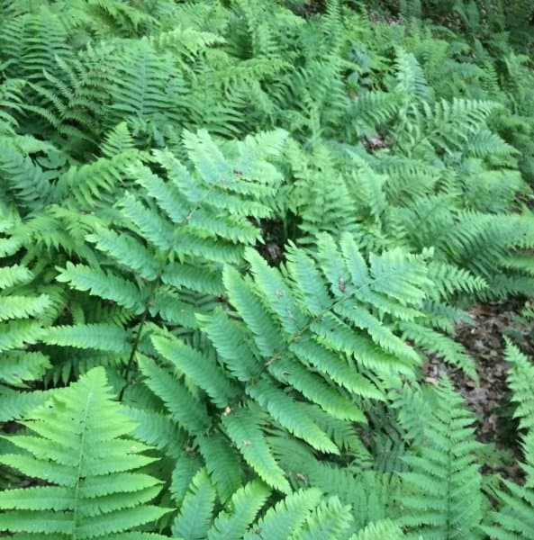 Goldies Wood Fern