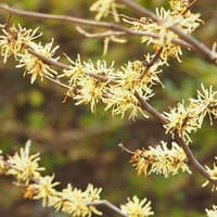 Witch Hazel