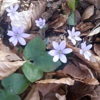 Round-lobed Hepatica
