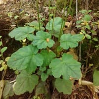 American Alumroot