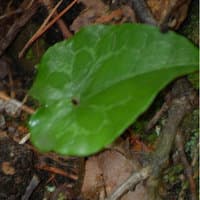 Wild Ginger; Virginia Heartleaf