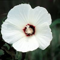 Swamp or Eastern Rose-mallow