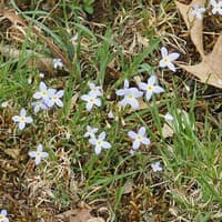 Common Bluets; Azur Bluets; Quaker Ladies