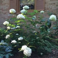 Wild Hydrangea; Smooth Hydrangea